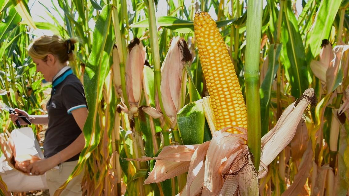 SY Arax massaal staygreen maisras voor silo • zeer gezond en superstevig • top voederwaarde : zetmeeltopper