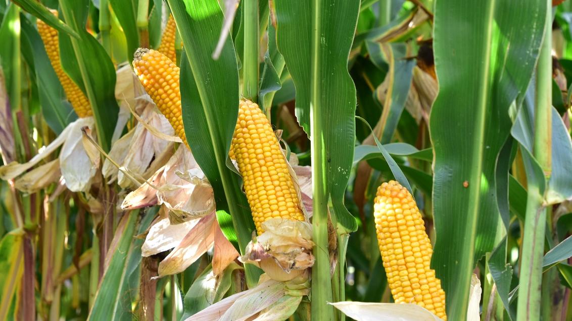 SA1641 ( SY Opale) is een vroega kwaliteitsmais met goede droogtetolerantie • massaal gewas, perfecte kolf • POWERCELL™ras