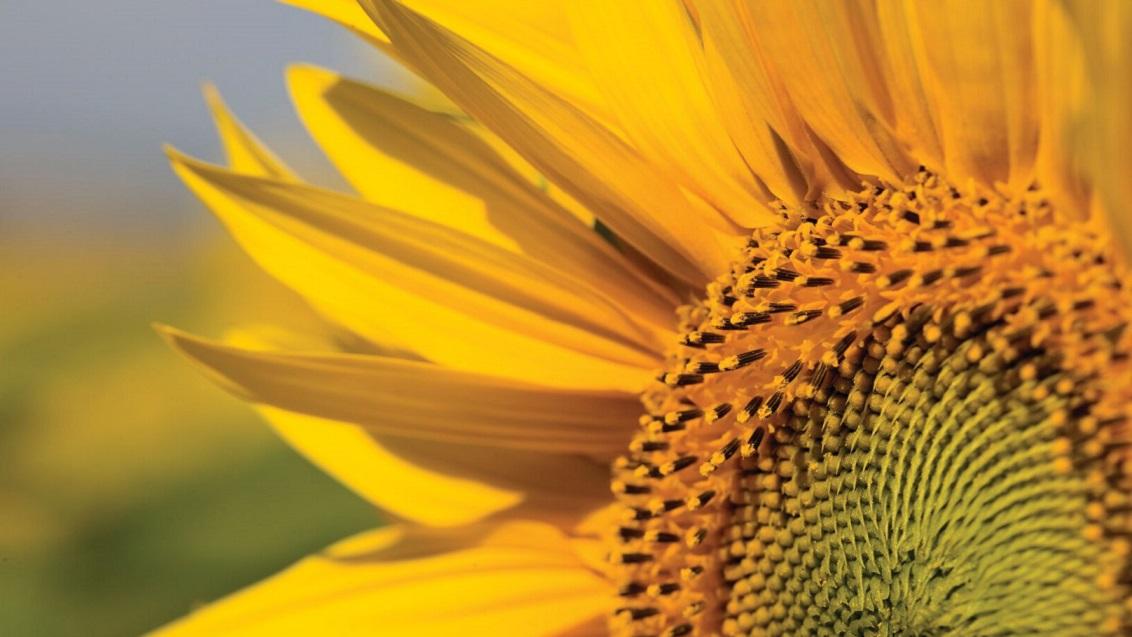 SY Arco zonnebloemzaad  is een oliehoudende vroege variéteit. Weinig gevoelig voor Verticillium en valse meeldauw.