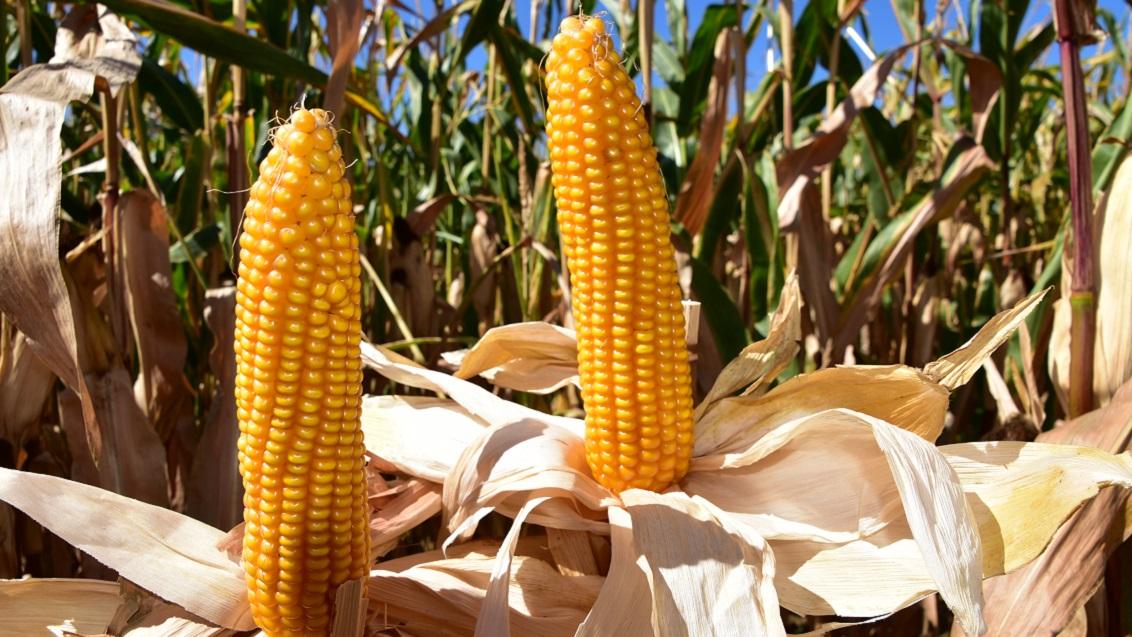 Conclusie:  Een hoge celwandverteerbaarheid (en bijgevolg hoge VEM) is sterk genetisch gebonden en is nog altijd de beste garantie voor de hoogste melkproducties én gezonde, vitale koeien.  Verschillen in zetmeel en zetmeelverteerbaarheid kan de boer veel meer zelf sturen door bijvoorbeeld oogstmoment, hakselhoogte, inkuilduur en rantsoentype.