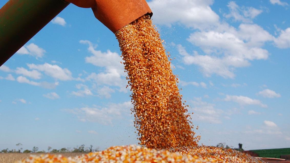 Voor een rendabele productie van droge korrelmaïs bieden vroege rassen het beste evenwicht tussen opbrengst en droogkosten.  En vroeg kunnen oogsten blijkt in vele jaren een belangrijk voordeel. 