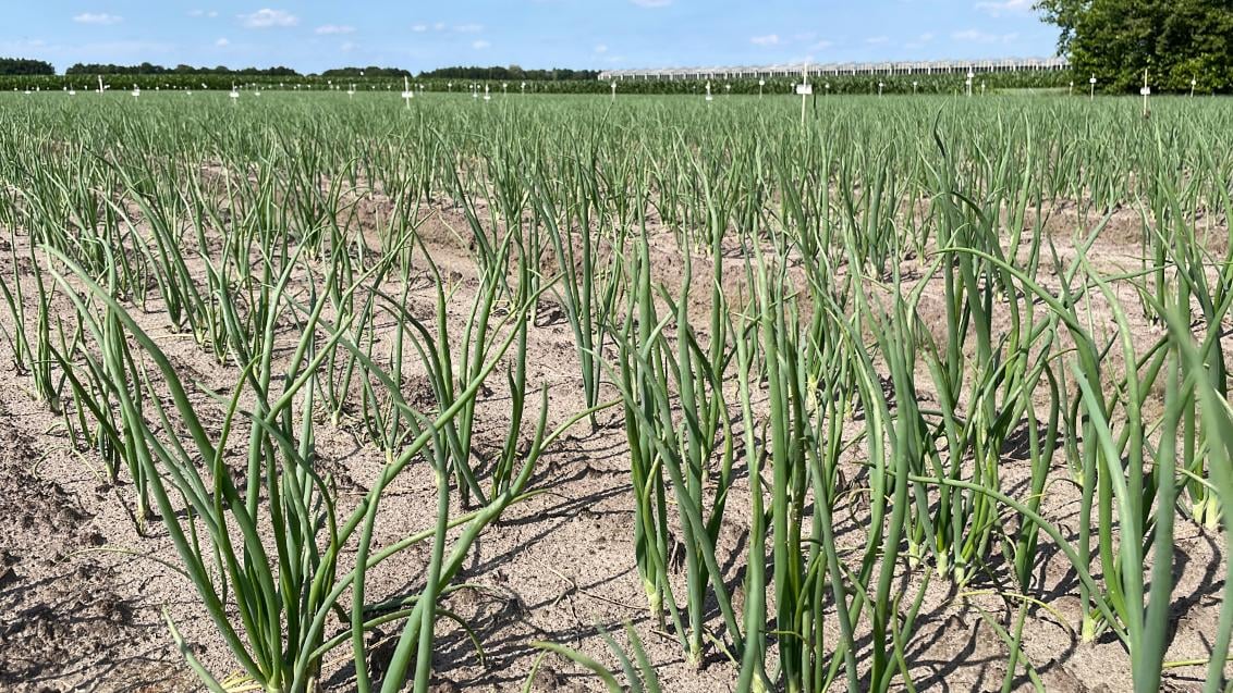 Uien