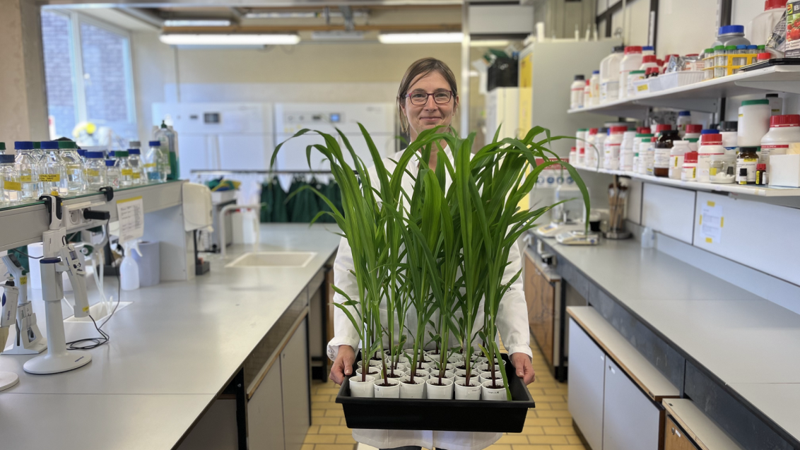 Biostimulanten proeven in labo