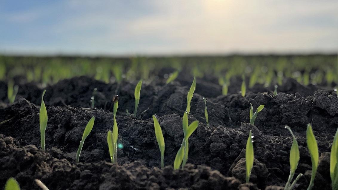 Wat de opbrengst betreft, tonen HYVIDO wintergerstrassen consistent de hoogste graanopbrengsten, ongeacht de zaaidatum. Het opbrengstvoordeel ten opzichte van gewone 6- of 2-rijige gerst wordt zelfs groter bij latere zaai, zoals blijkt uit onderzoeksgegevens van LKW Niedersachsen.