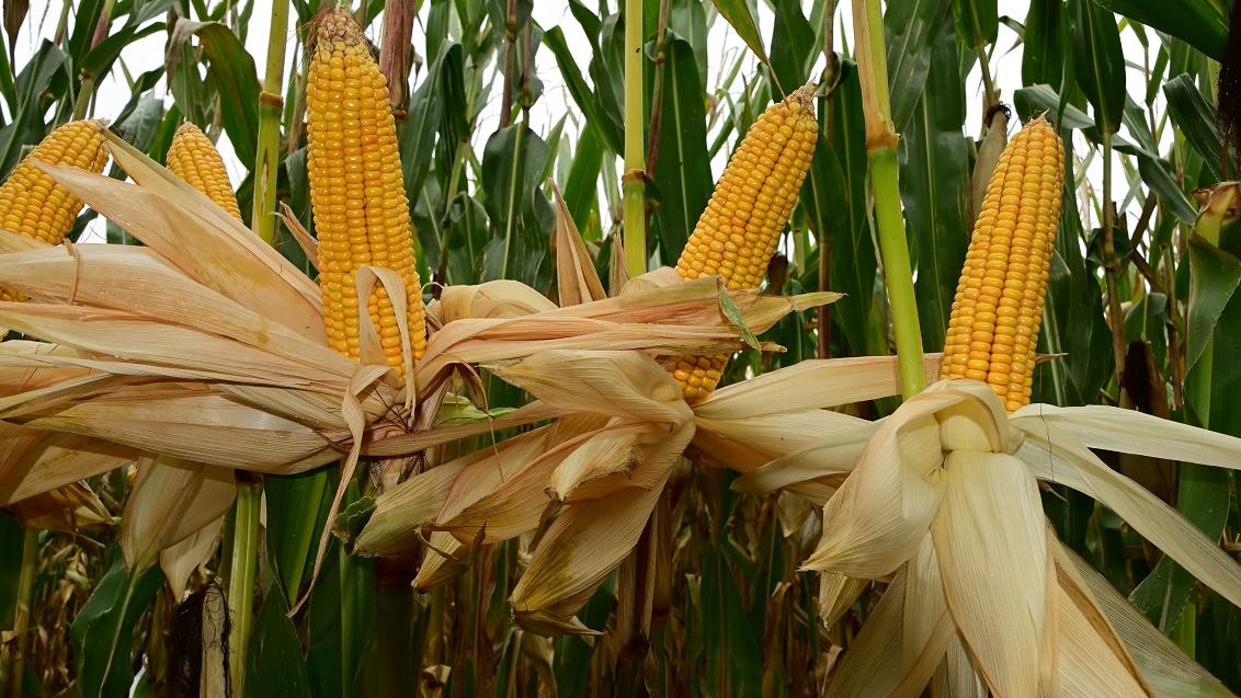 AGILE is een vroege zeer lange en massale dubbeldoelmaïs met topopbrengsten, FAO 210 syngenta