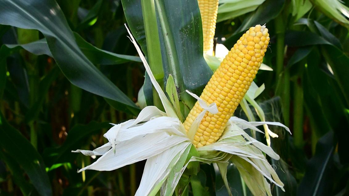 (SY FACTO*) voor silo-, korrel en ccm/mks  Syngenta Seeds