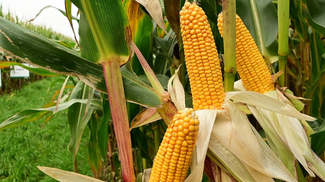 SY Fleming met met hoge opbrengst silo en korrel geen zwakheden