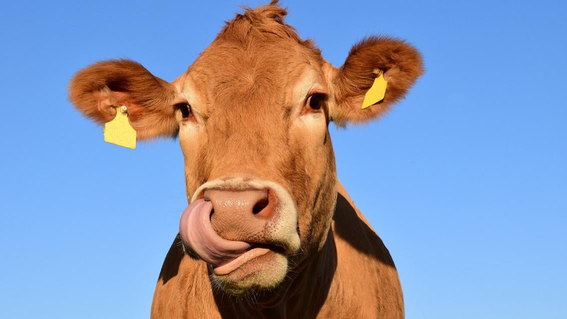 Opbrengst en voederkwaliteit zijn de twee belangrijkste parameters die de rendabiliteit van snijmaïs bepalen. Afhankelijk van het gekozen type maïsras kun je met relatief kleine relatieve verschillen voor opbrengst en VEM toch de nodige euro’s extra verdienen (of verliezen).