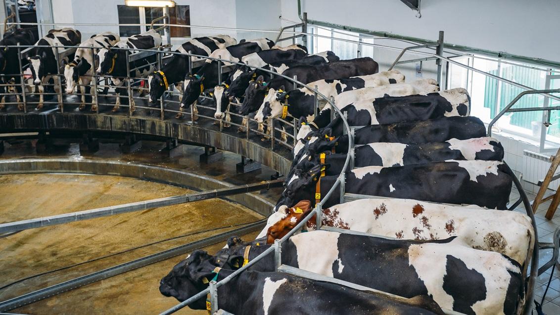  Innovatieve maïsrassen combineren hoge opbrengst met superieure voederwaarde. Verhoog uw melkproductie, verbeter diergezondheid en maximaliseer uw winst. Ontdek de voordelen.