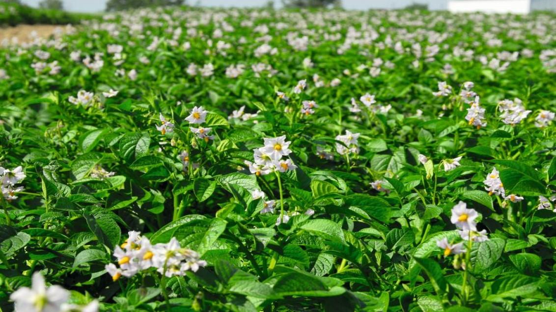 1132x637_bnl_potato_field_flowering
