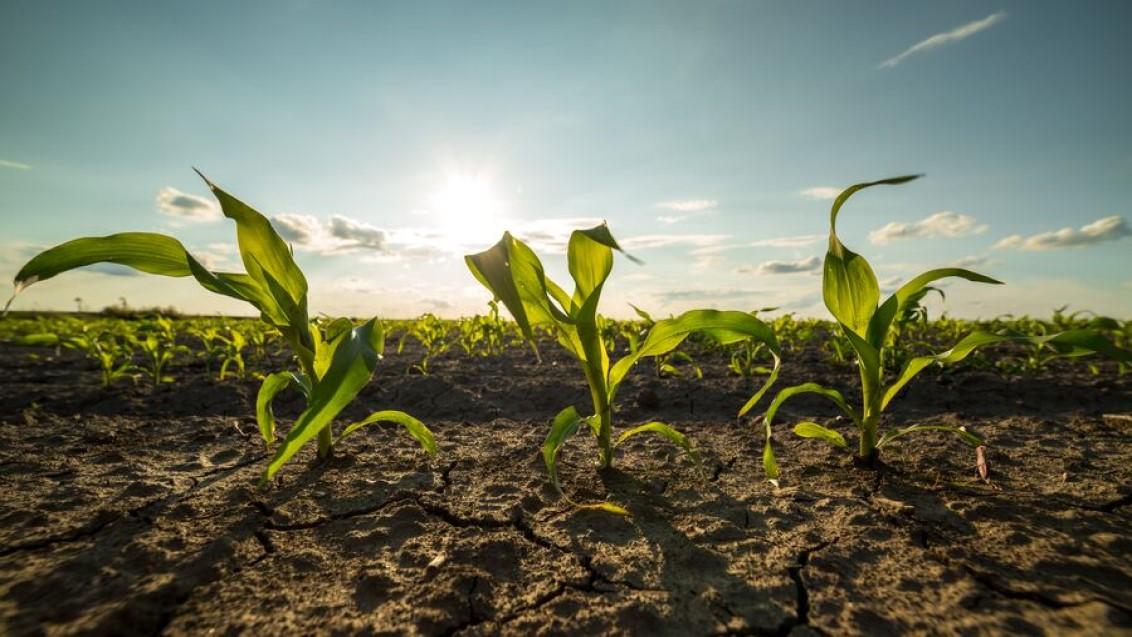 1132x637_green corn field early stage