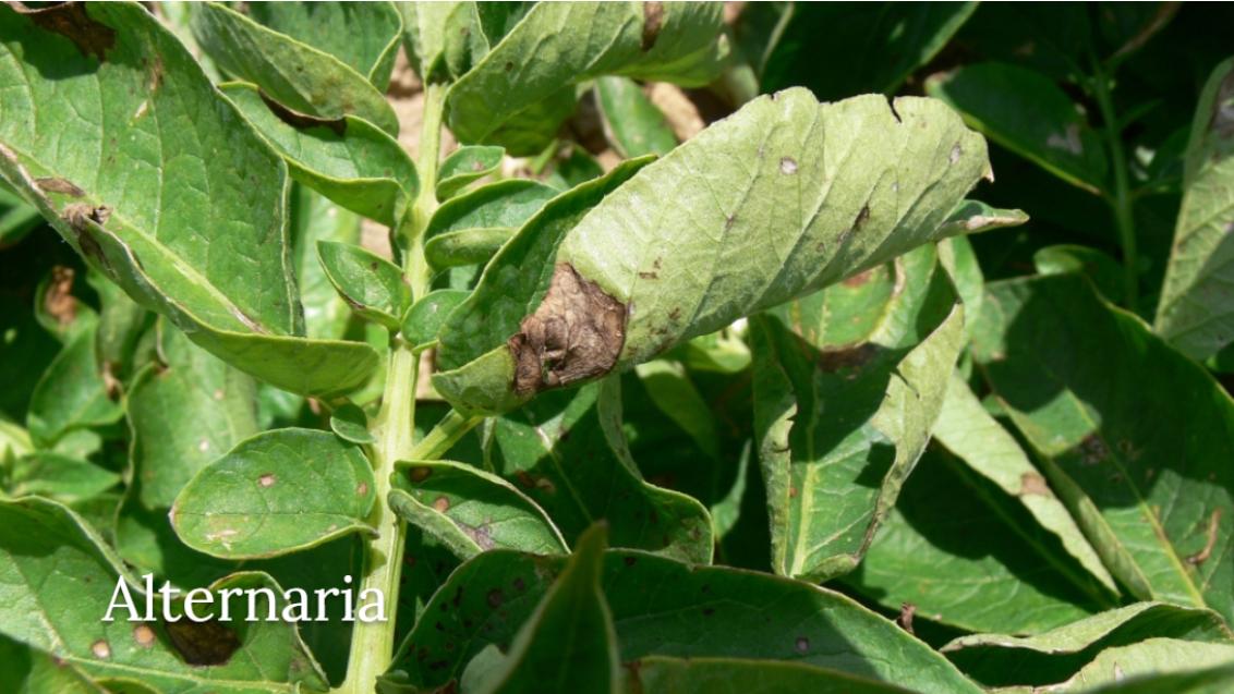 Alternaria Mandi