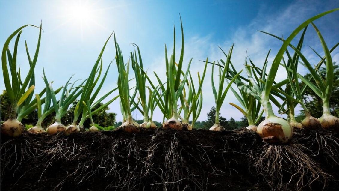 1132x537_onion on the ground