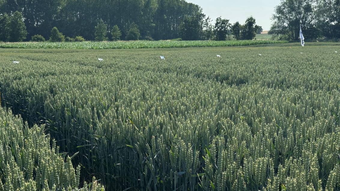 veld