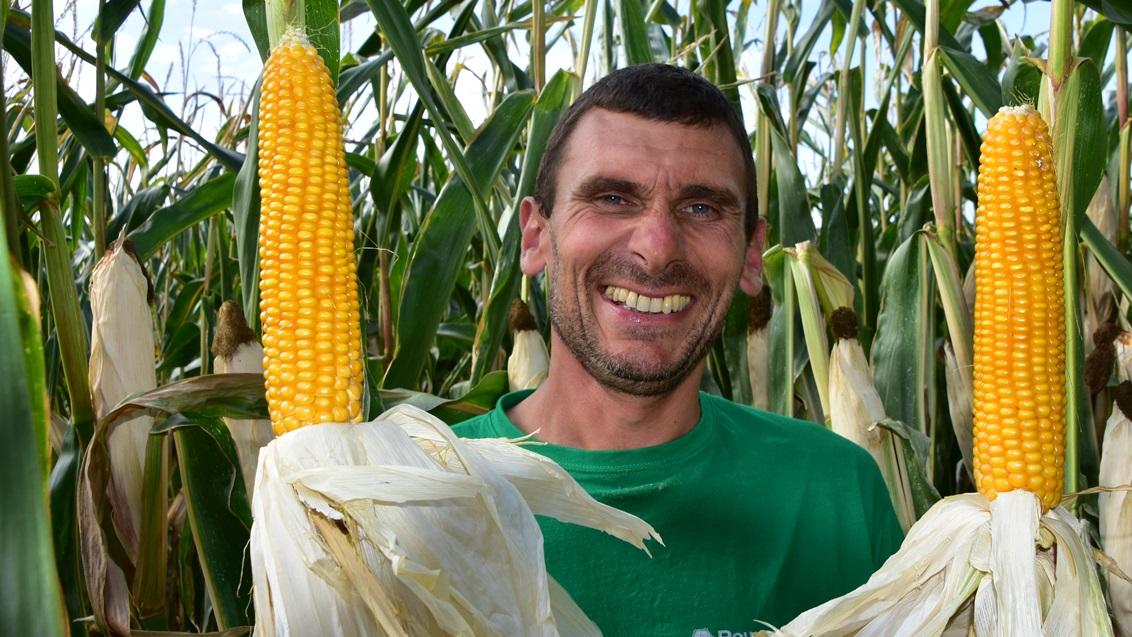 Veel nieuwe Syngenta maïssrassen voor seizoen 2026