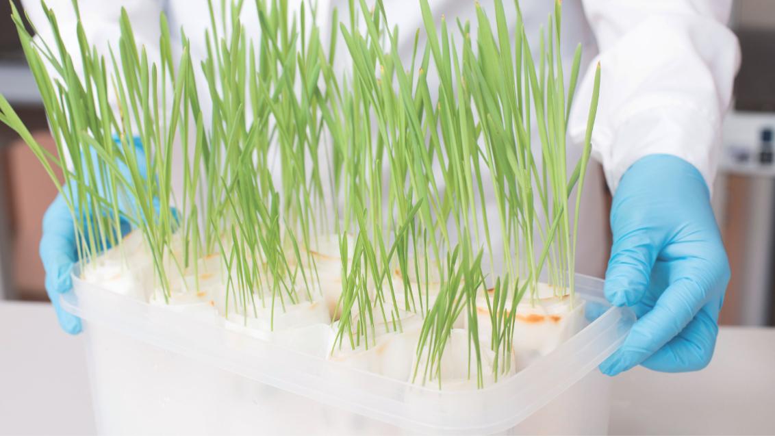 Bio afbeelding