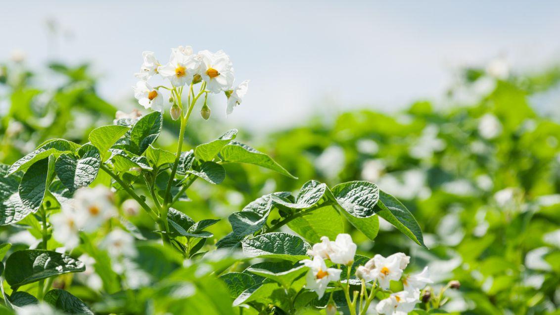 Potato field