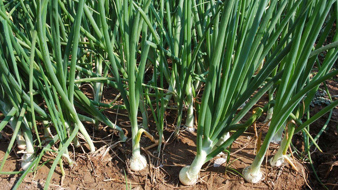 onion field