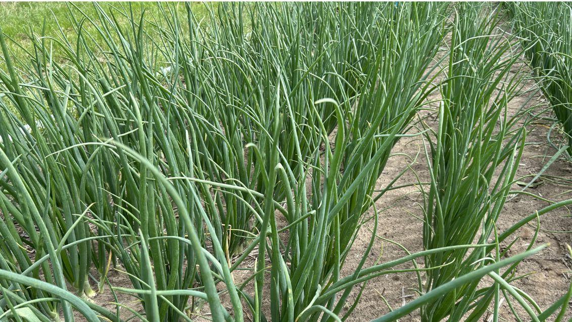onion field