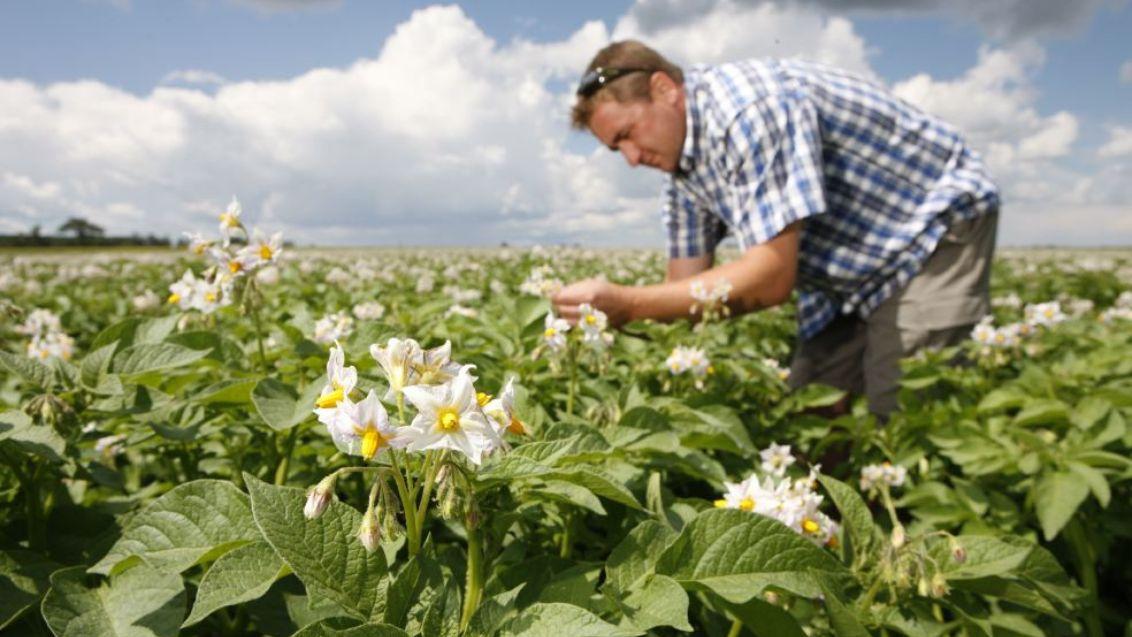 Boer inspecteert aardappelplanten met witte bloemen op een veld onder blauwe lucht
