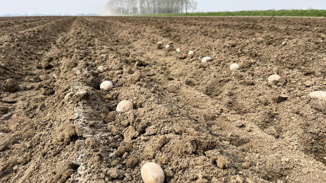 Aardappelen in de voor