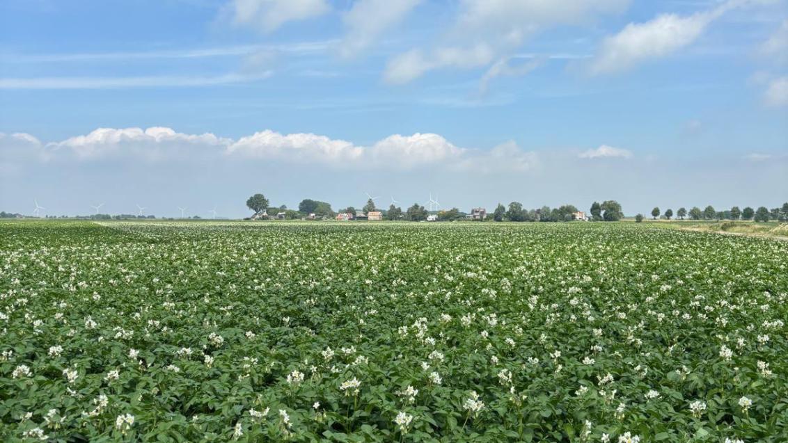 Aardappelveld