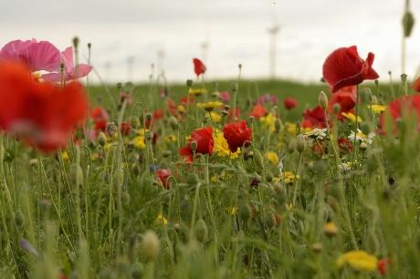 Operation pollinator bloemenstrook