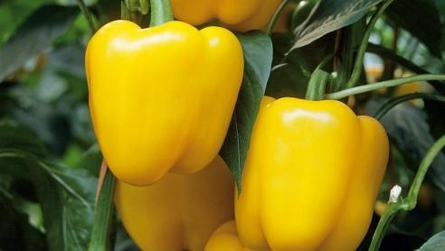 Paprika-assortiment