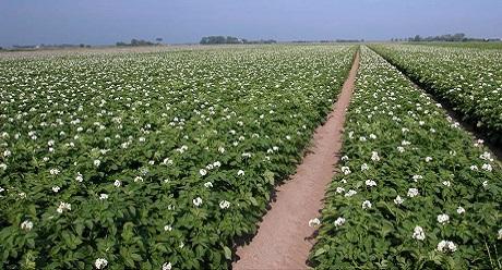 Aardappel in bloei