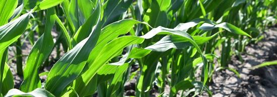 Syngenta maisrassen scoren hoog op de rassenlijsten
