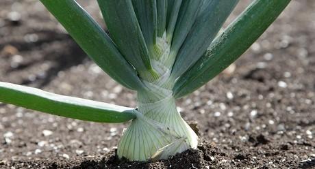 Onion