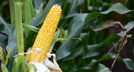 SY Fermin Syngenta vroeg maisras met goed toleranties tegen bladziekten en legering