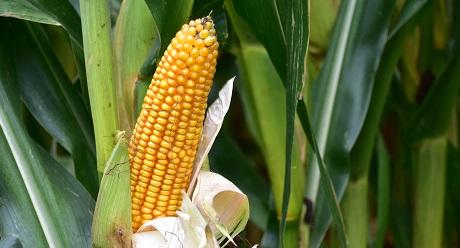 SY Invictus is een massale silomais met zeer hoge opbrengsten Syngenta