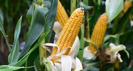 SY Silverbull zeer (ultra)vroeg Syngenta dubbeldoel maisras ccm/mks, korrel en silo