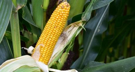 SY Talisman Syngenta (zeer)vroeg maisras  topresultaten in Benelux en Duitsland , zeer hoge opbrengsten