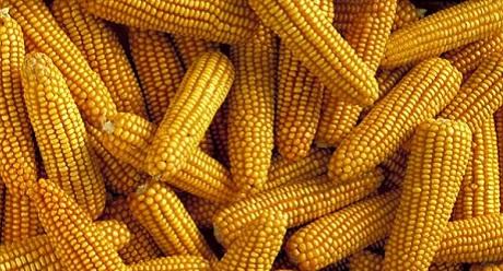 Faites votre choix parmi notre vaste gamme d’excellentes variétés de maïs Syngenta