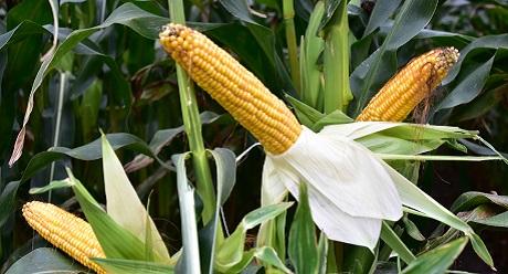 SY Amfora zeer stabiele opbrengsten op verschillende grondtypes silomais van Syngenta. ook geschikt voor CCM/MKS