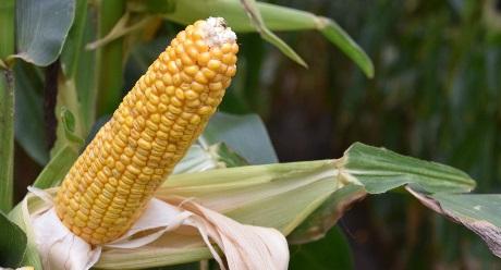 SY Vitamin dubbeldoelmais syngenta 