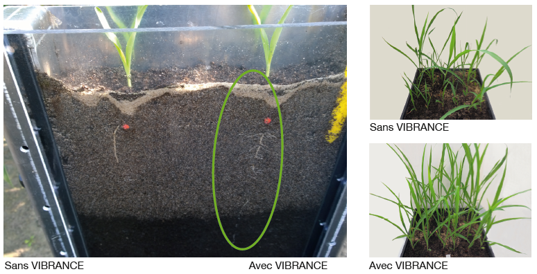 L’effet de VIBRANCE est visible tant en surface (plantes plus fortes, mieux développées) que dans le sol (meilleur développement racinaire).