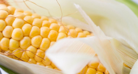 mais varietes precoce de Syngenta pour le meilleur resultat