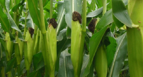 Variétés maïs Syngenta demi-précoce