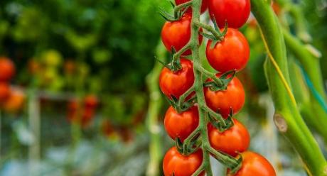 Tomaten