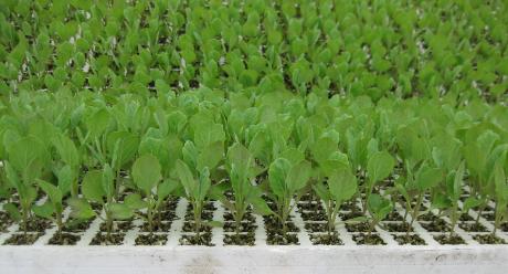 Groentenplatform Seedcare