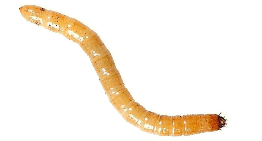wireworm -taupin