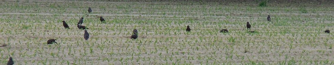 KORIT 420FS is een fungicide en heeft van alle alternatieven die op de markt zijn na het wegvallen van mesurol, de beste werking tegen vogelvraat. Syngenta zaadontsmetting met Korit beschikbaar voor 2022