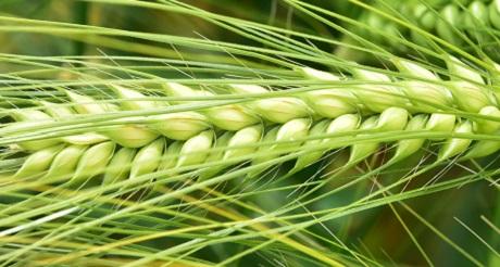 SY Scoop Orge hybride , variété escourgeon demi-precoce, Très bon comportement vis-à-vis des maladies