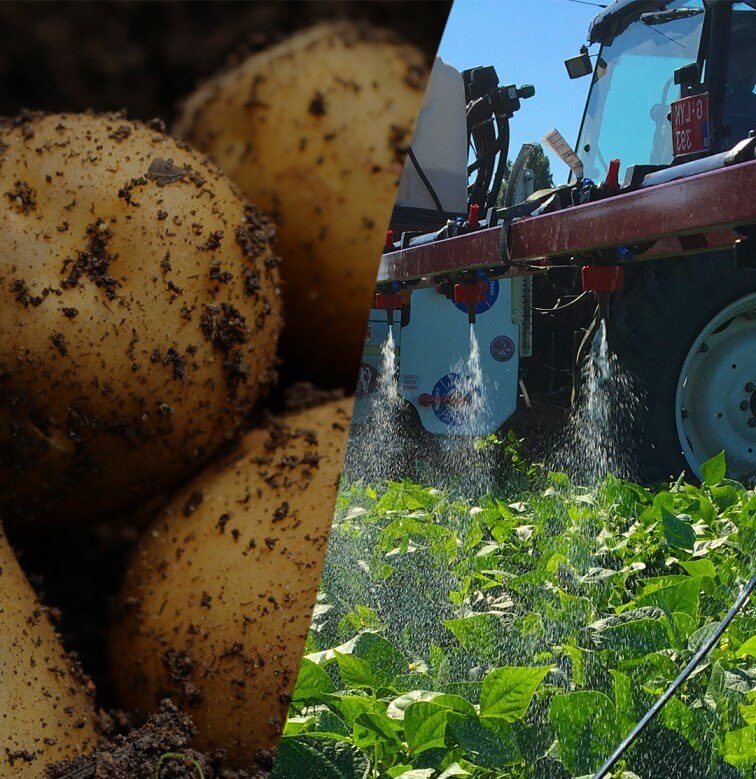 potato_campaign_mobile_kv_crop