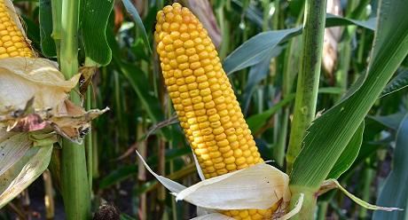 SYNGENTA SY OPALE: POWERCELL-ras én extra zetmeel ! DE BESTE KWALITEIT IN DE KUIL 