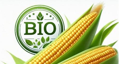 naar het gamma bio-maiszaden van Syngenta