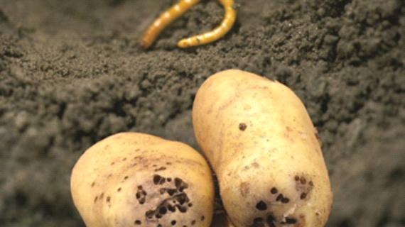 Ritnaalden in aardappelen